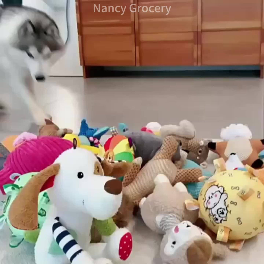 5 Random Style Dog Squeak Toy Set